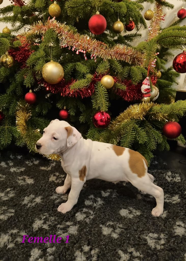 Street Legend Staff - Chiot disponible  - American Staffordshire Terrier