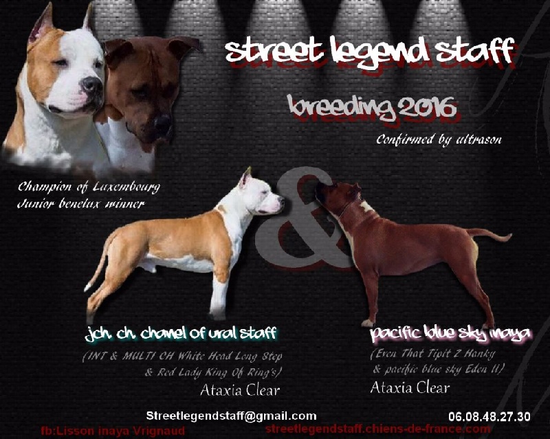 Street Legend Staff - American Staffordshire Terrier - Portée née le 27/02/2016