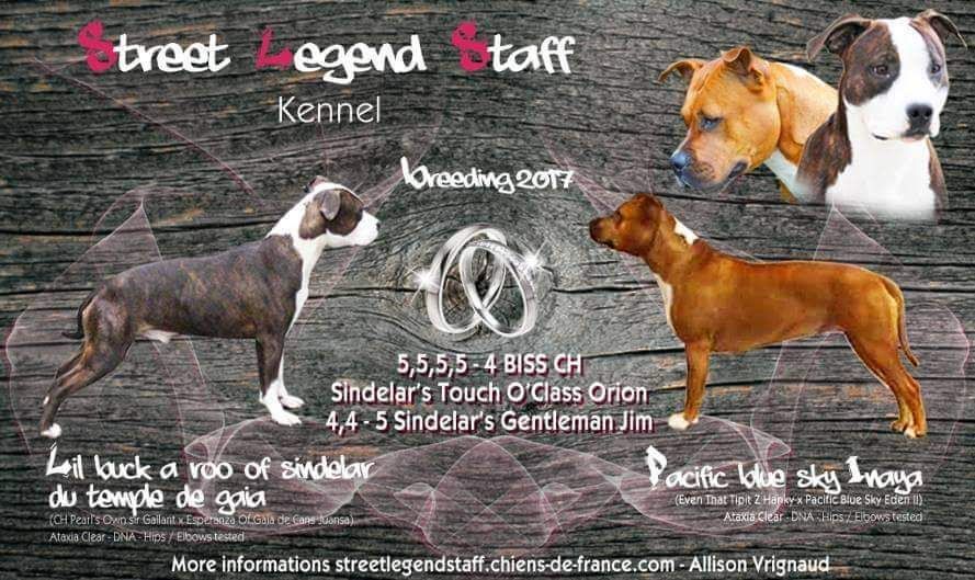 Street Legend Staff - American Staffordshire Terrier - Portée née le 25/02/2017