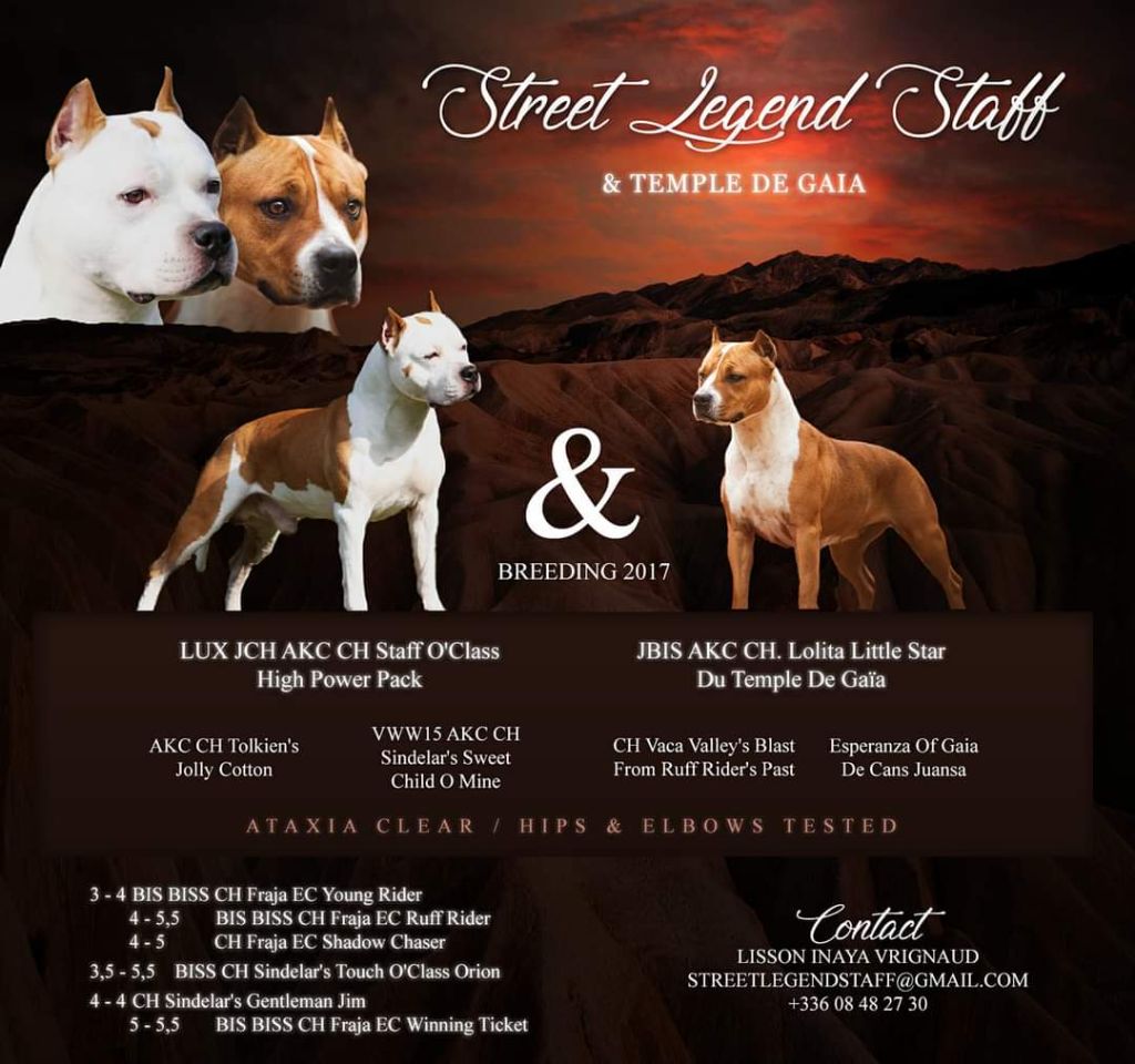 chiot American Staffordshire Terrier Street Legend Staff