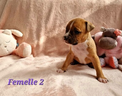 Femelle 2