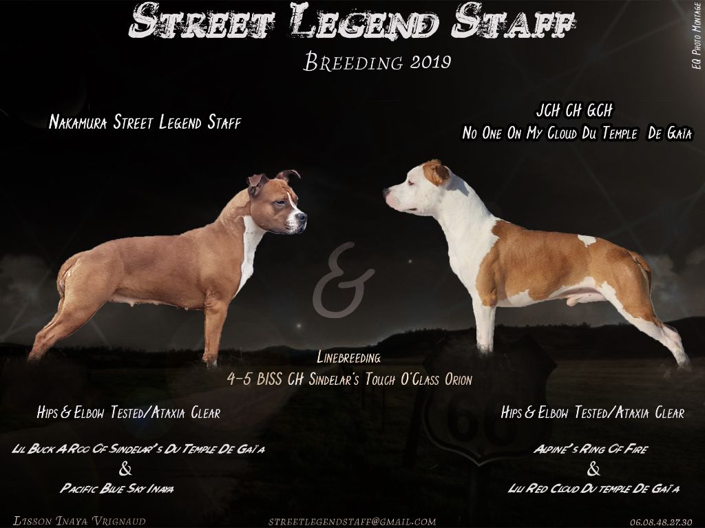 Street Legend Staff - American Staffordshire Terrier - Portée née le 02/02/2019