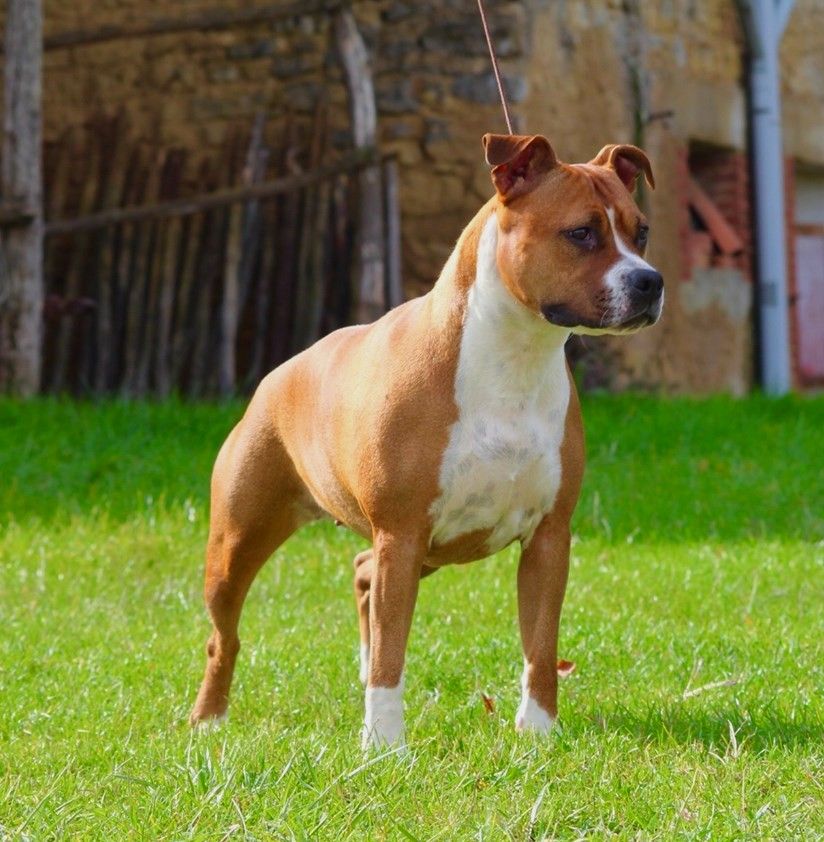 CH. Naya Street Legend Staff