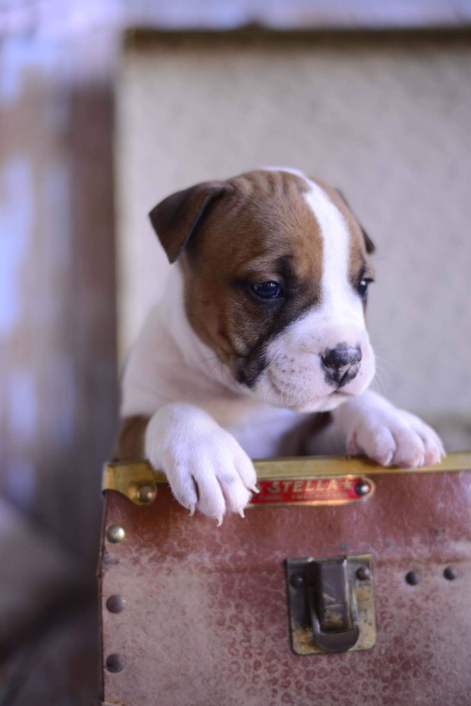 Street Legend Staff - American Staffordshire Terrier - Portée née le 16/08/2019