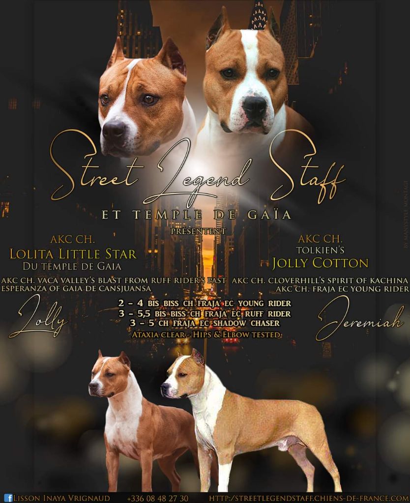 Street Legend Staff - American Staffordshire Terrier - Portée née le 03/06/2019